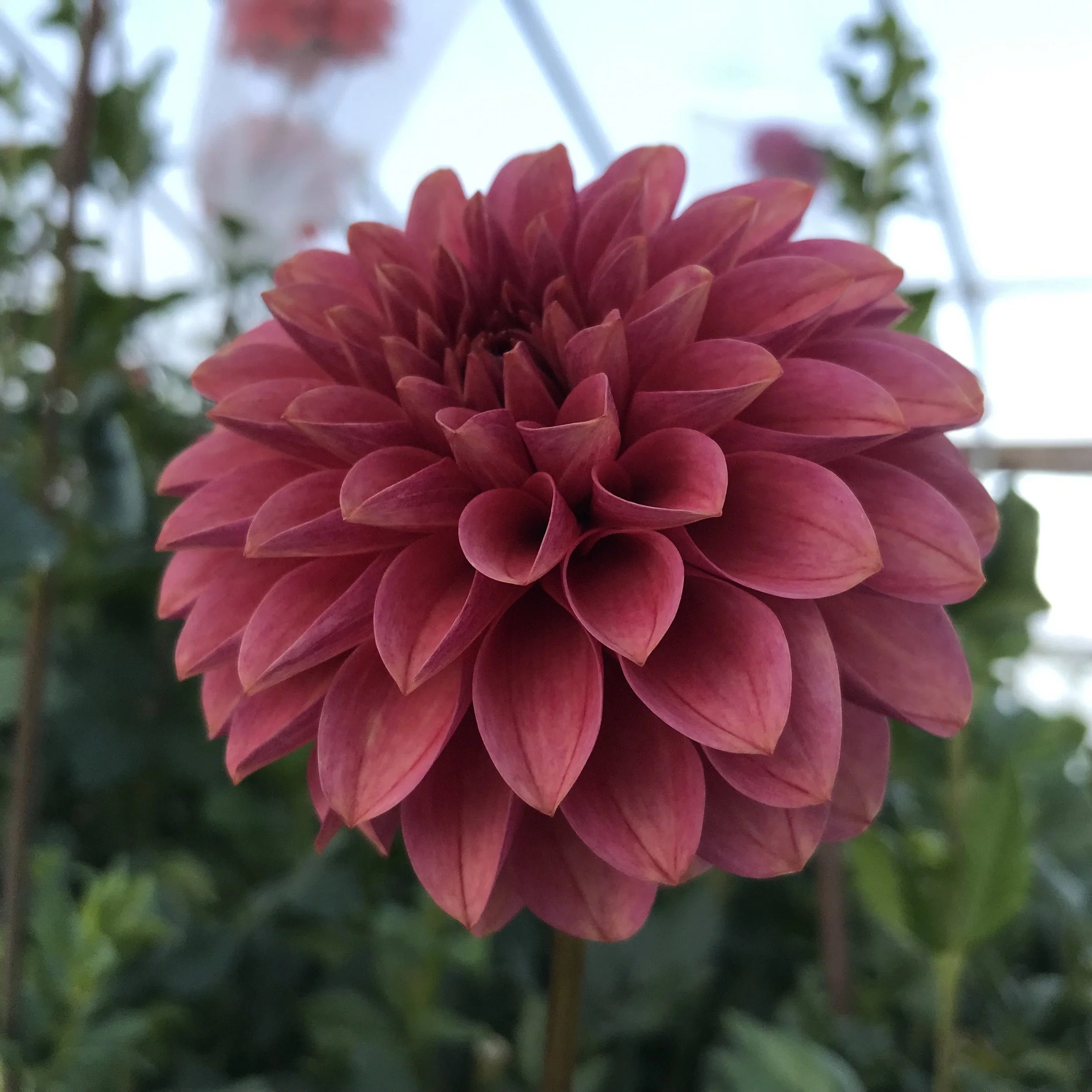 KAs+Rosie+Jo+Dahlia+Tuber.1a.